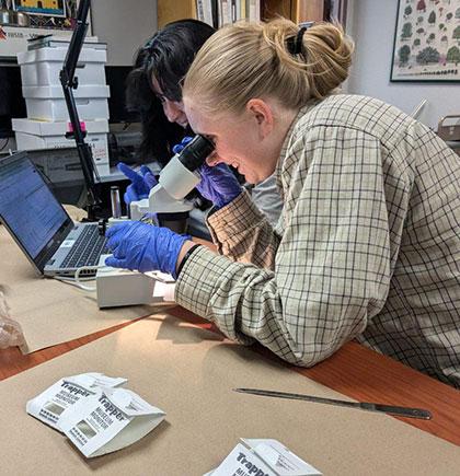 Students identifying bugs for museum integrated pest management documentation